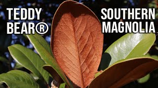 Teddy Bear® Southern Magnolia / Fragrant Evergreen Native