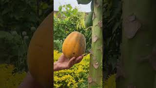 Papaya Harvesting #gardening #plants #papaya