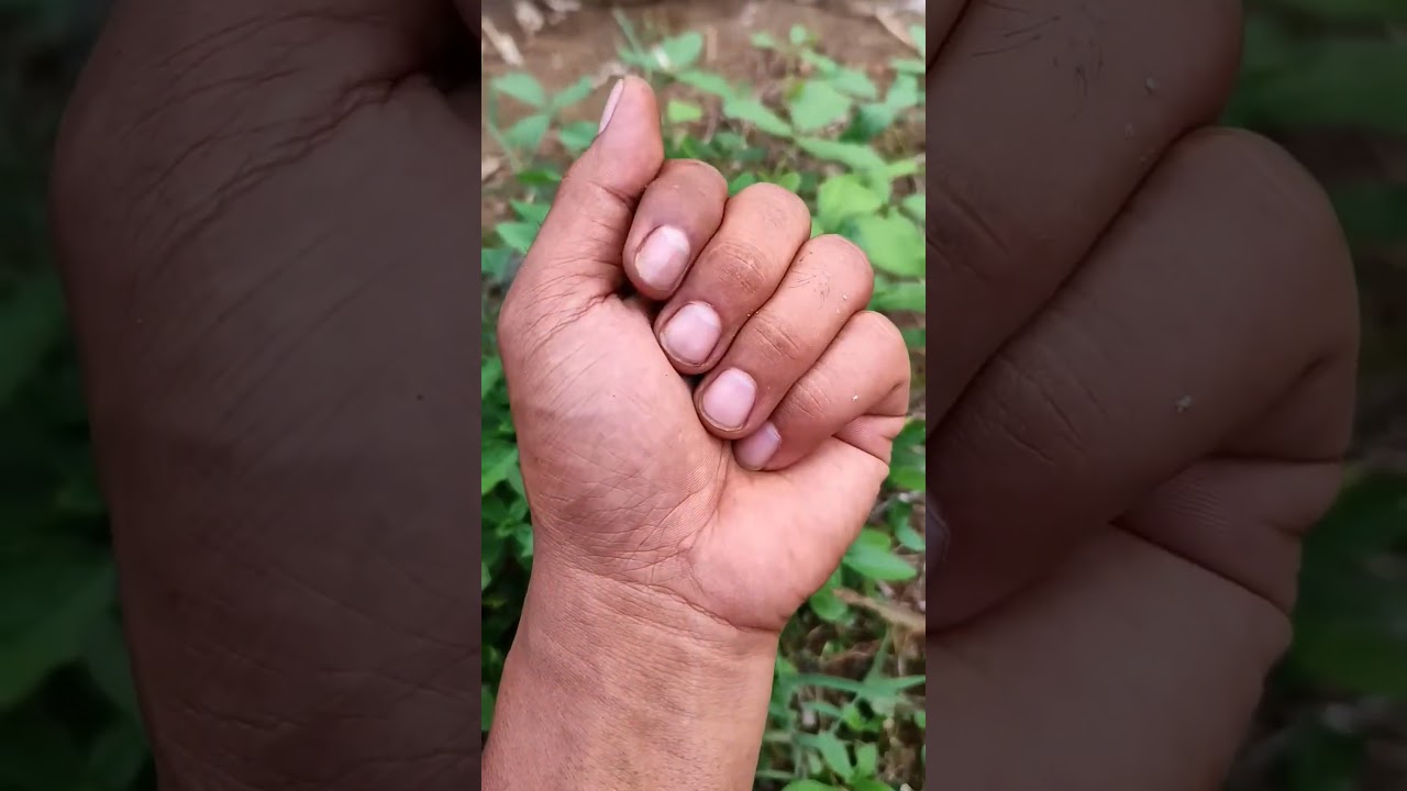 Азиатские жуки, которых вы никогда не видели 