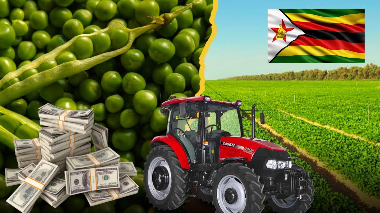 How Much Money A Farmer Can Make Growing 1 Hectare Of Peas In Zimbabwe 