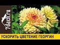 🏵️ Как ускорить цветение георгин - 7 дач