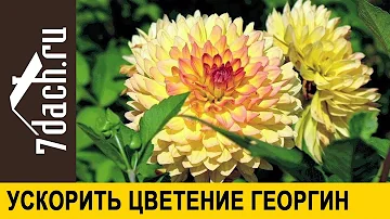 🏵️ Как ускорить цветение георгин - 7 дач