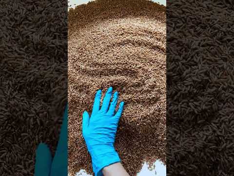 Khapli Wheat Emmer Wheat Available On IndiaMART 