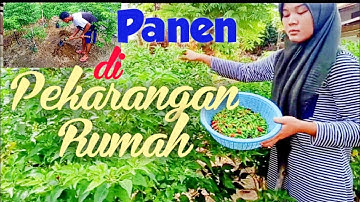 Pemanfaatan Pekarangan Rumah - ukung studio