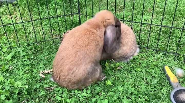 Successful Rabbit Breeding