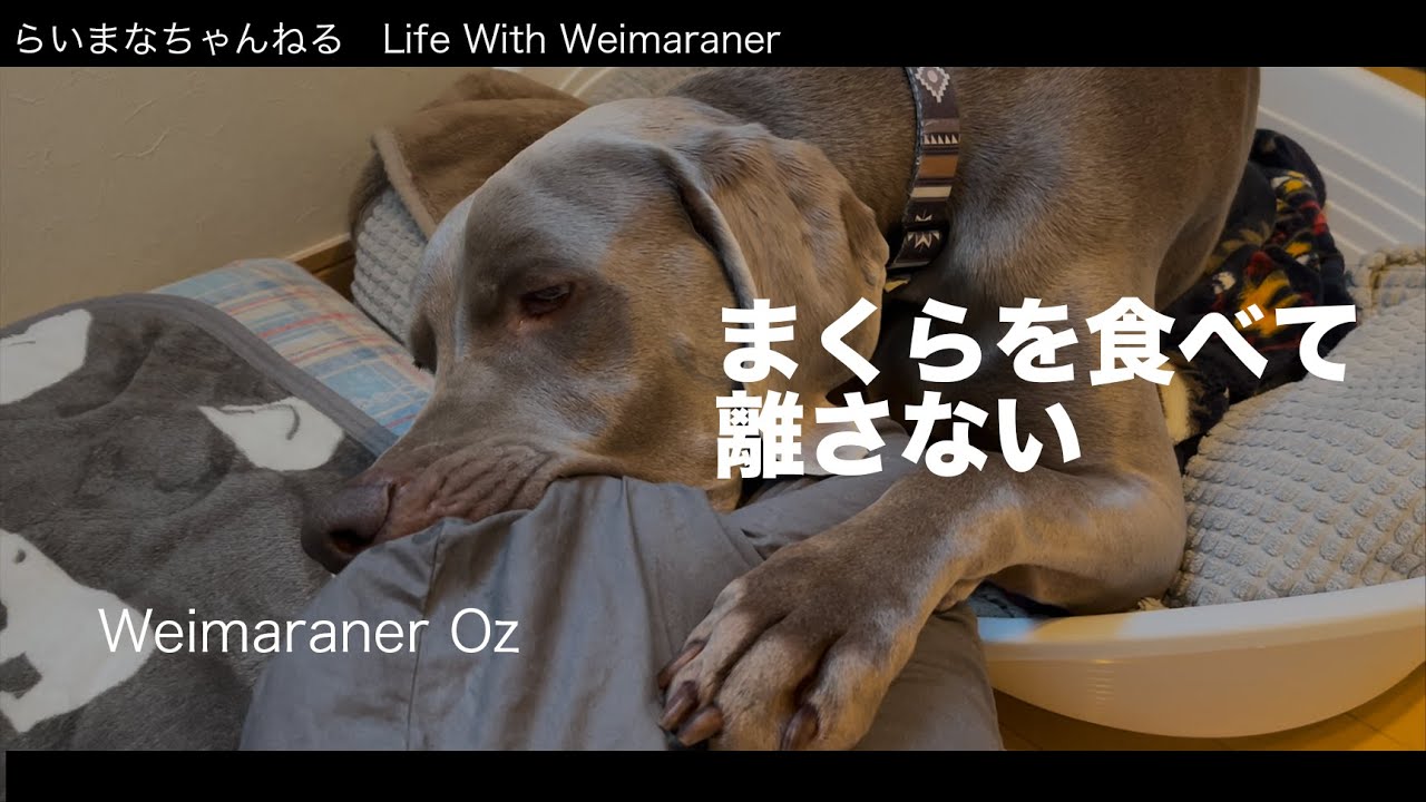 大型犬ワイマラナーがまくらを食べて離しません Youtube 大型犬ワイマラナーがまくらを食べて離しません Youtube