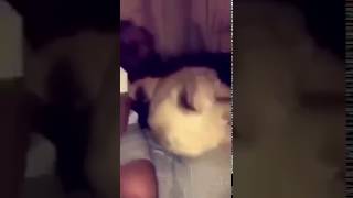 Aslana Tokat Atan Maymun Dj Dikkat Dublajlı