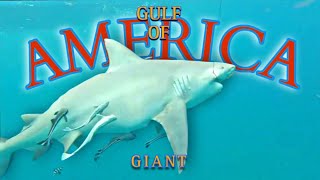 THE LARGEST unrecorded BULLSHARK in the  Gulf! ..Possibly??