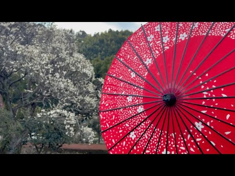 和花 C2445-6, 2 type set, ”Omotenashi” Flowers Series No.13, Japan