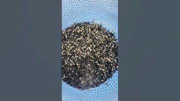 Good tilapia fingerlings size just after grading