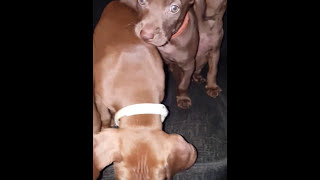 #Vizmaraner