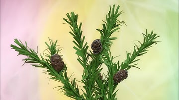 ABC TV | How To Make Pine Cones Branch With Hole Punch #1 - Craft Tutorial