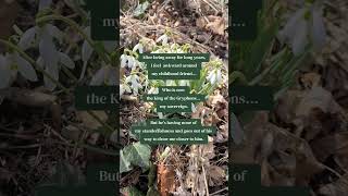 📚: Queen of the Gryphons by Lisa Blackwood #romantasy #booktok #romancebooks #booktube