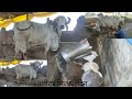 Heavy Gir Structure Gir cow :- Dholi of Jamna Gir Gaushala ,Surat | 9081271242 | Gujarat Gir cow