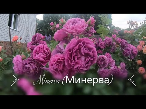 Розы группы флорибунда. Minerva (Минерва) - YouTube