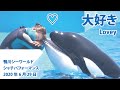 大好き♡トレーナーさんとラビーちゃん【2020年6月29日　鴨川シーワールド　シャチパフォーマンス】Killer whale performance, Kamogawa Sea World, J