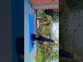Sarvangasana!!!🌿🍃#yogapose #fitness #balance #youtube #shorts #ytshorts #yt