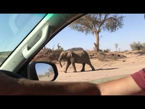 Desert elephants EVERYWHERE!