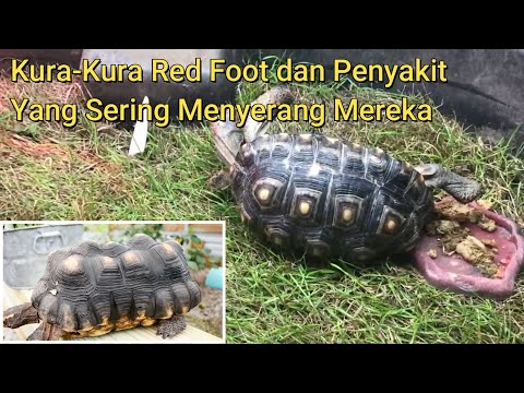 Video: Häufige Gesundheitsprobleme bei Rotfußschildkröten