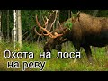 Охота на лося на реву.  Обучающий материал