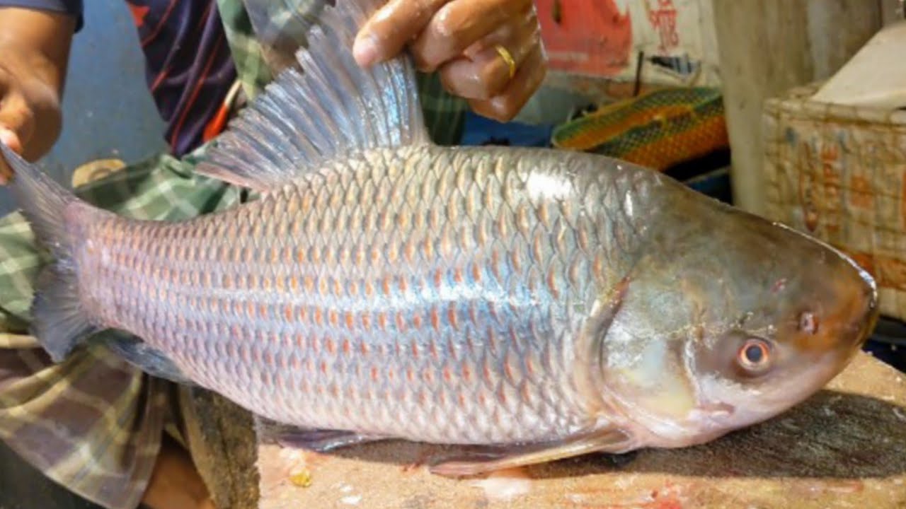 Amazing Giant Rohu Fish Cutting Skills In Bangladesh local Fish Market ...