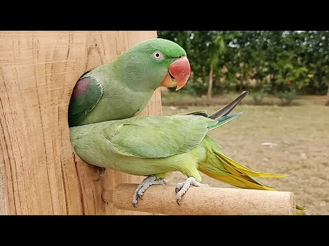 Cutest Talking Parrot Couple on Youtube!