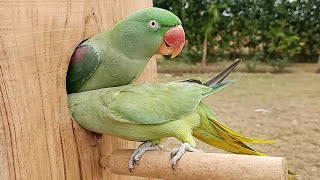 Cutest Talking Parrot Couple on Youtube!