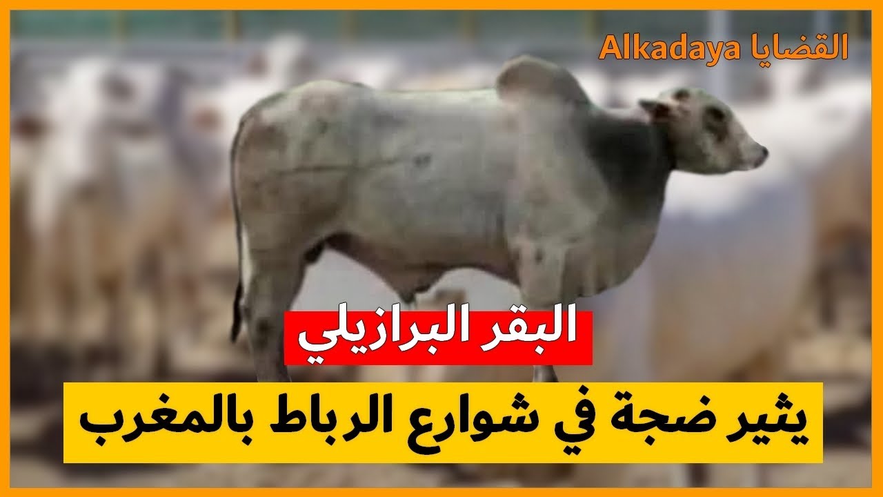سو ر ة البقر ة