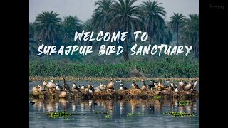 Glimpse Of Surajpur Bird Sanctuary | Greater Noida | NikonP900