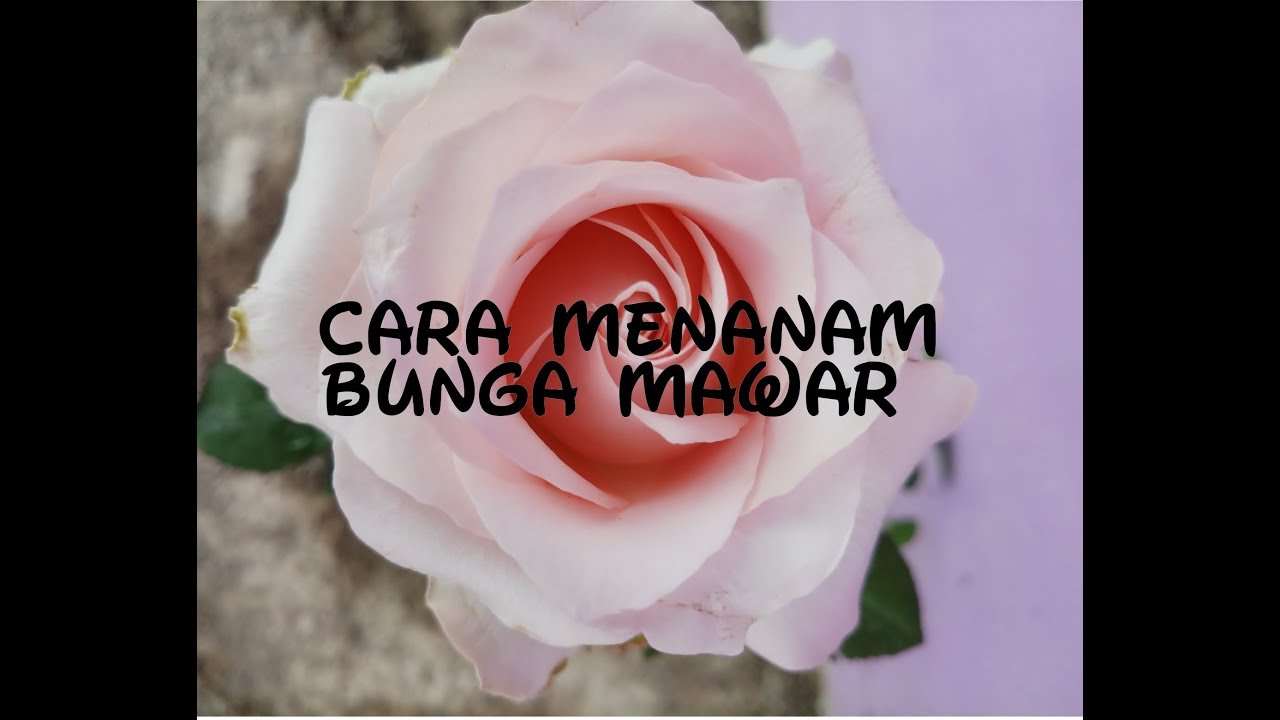 CARA MENANAM MAWAR ANTI GAGAL 