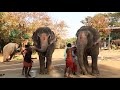 Coimbatore Elephant Camp | 28 Elephants | Thekkampatti |