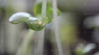 young green plant with water drop drying on it extreme close up time lapse, life concept, music screenshot 4