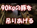 ブタをロープで吊りあげる！