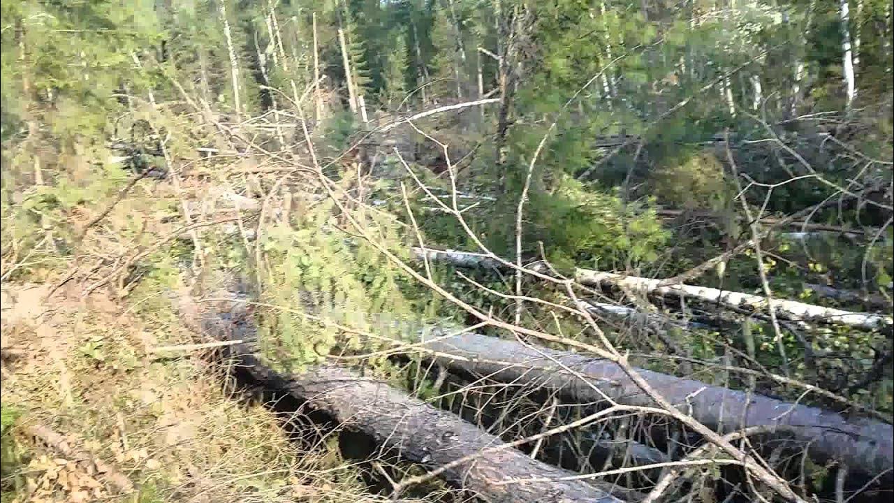 Сломанное дерево. Падающее дерево в лесу. Заблудился в лесу мем. Трудно идти по тайге упавшие деревья. Таежный бурелом.