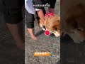 実はビビってるだけ？#shorts