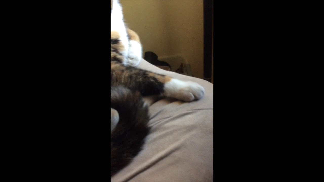 Cat Backwards = PAIN 