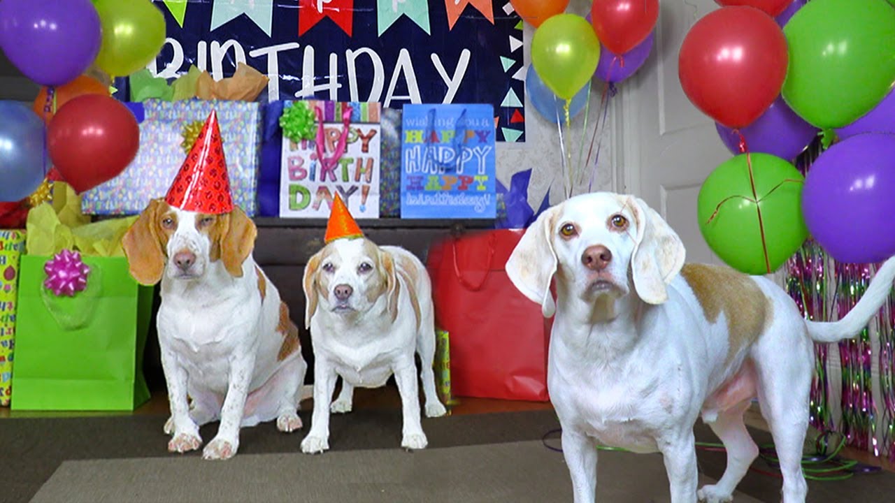 ⁣Dog Gets Biggest Birthday Surprise Party Ever! Cute Dogs Penny & Potpie Throw Party for Maymo
