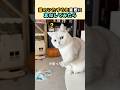 猫のいたずら 実際に真似してみたら