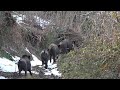 Domuz Avında Heyecanı Yaşa / Experience the Excitement in Wild Boar Hunt