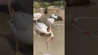 ペリカンvsホース