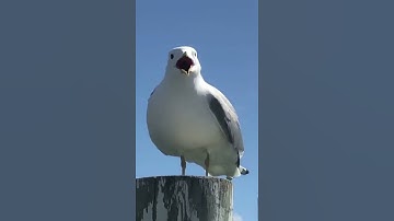 Thumbnail of Seagull scream!!!!!
