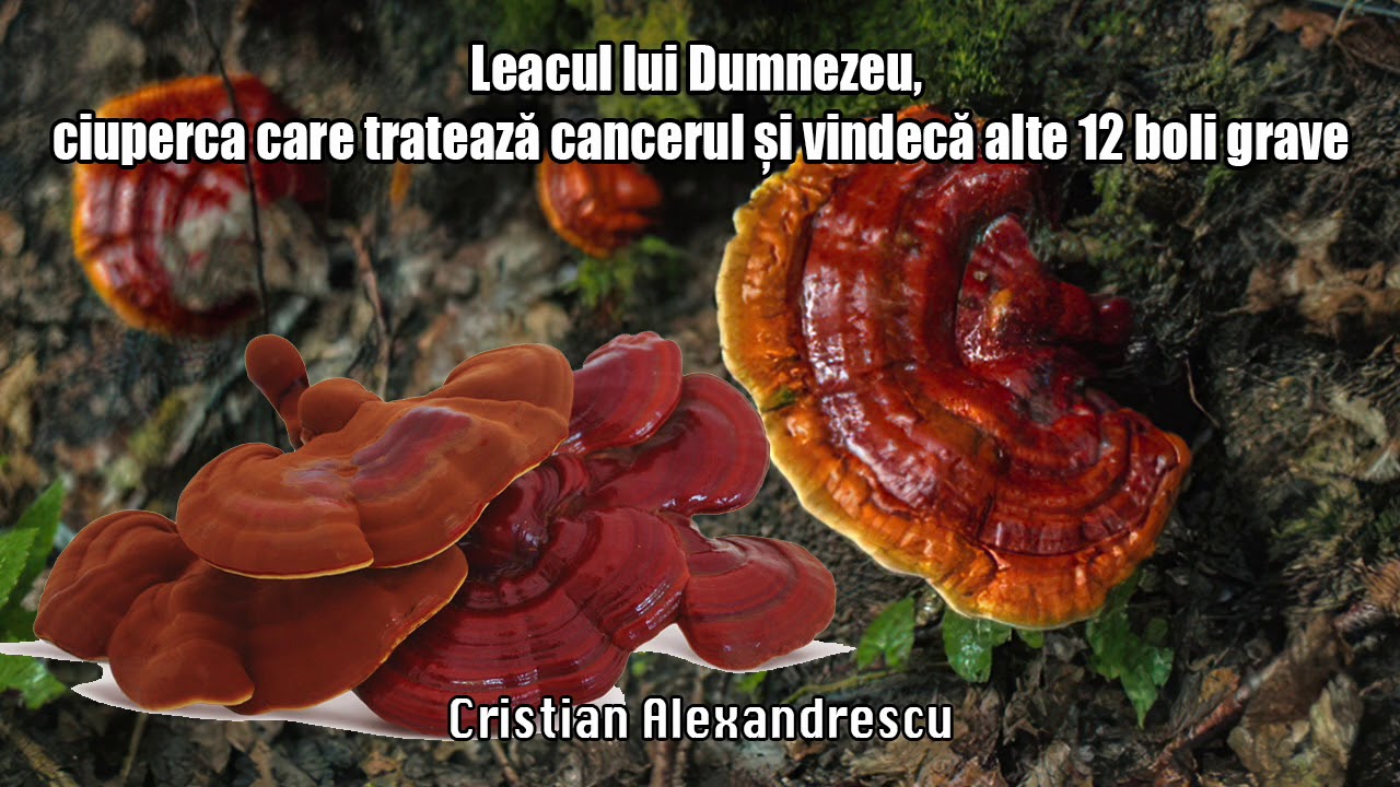 Ciuperci Lingzhi (Reishi) sub formă de corp subțire pentru pierderea în greutate