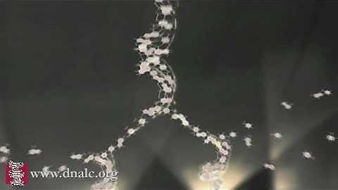 Replicating the DNA Double Helix