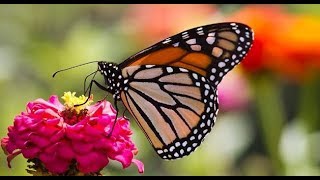 İlgi̇nç Kelebekler Belgeseli̇ Interesting Butterflies