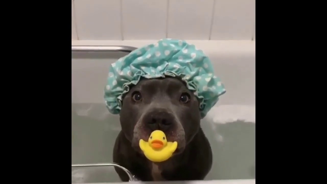 Funny Pets Moments #1 - YouTube