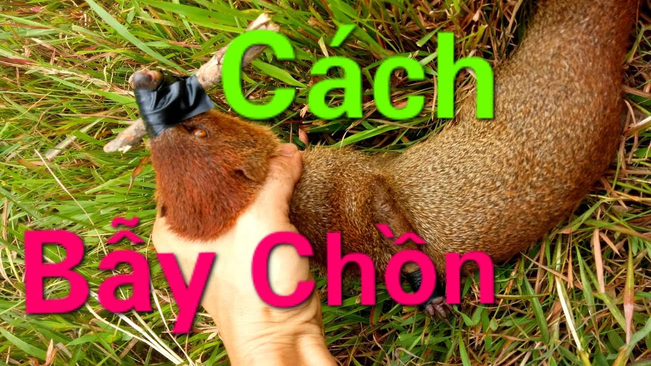 Hướng dẫn bẫy chồn đèn ăn gà,cách tìm chồn chọn... - youtube