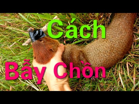 Video Hướng dẫn bẫy chồn đèn ăn gà,cách tìm chồn chọn... - youtube