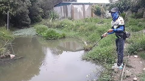 Câu cá lóc bằng mồi giả frog toon V.4