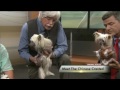 Meet the Chinese Crested の動画、YouTube動画。