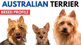 Australian Terrier Breed Profile History  Price  Traits  Australian Terrier Grooming Needs